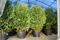 Viburnum tinus 